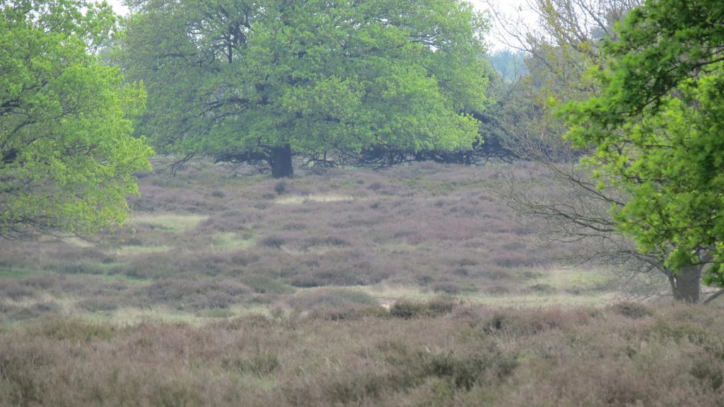 'T Zwanemeer Gieten Exterior foto