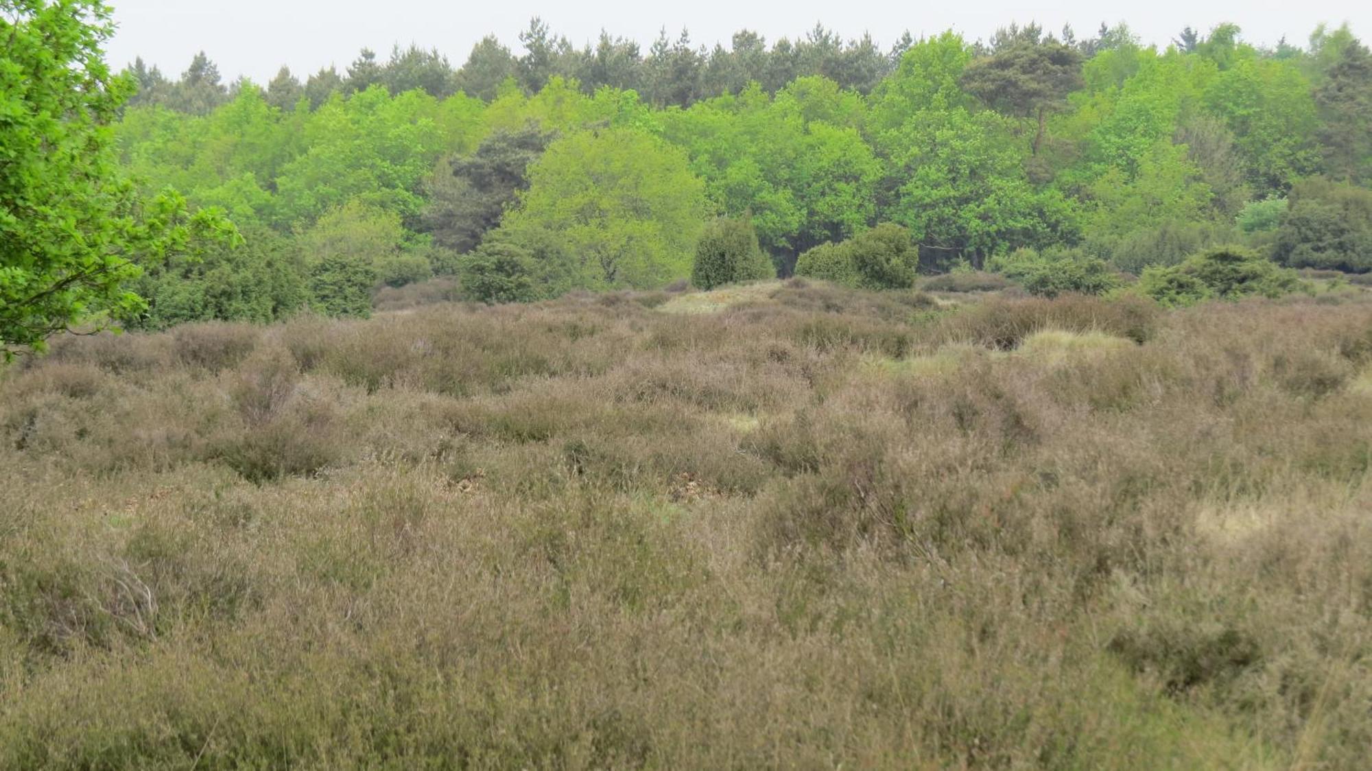 'T Zwanemeer Gieten Exterior foto