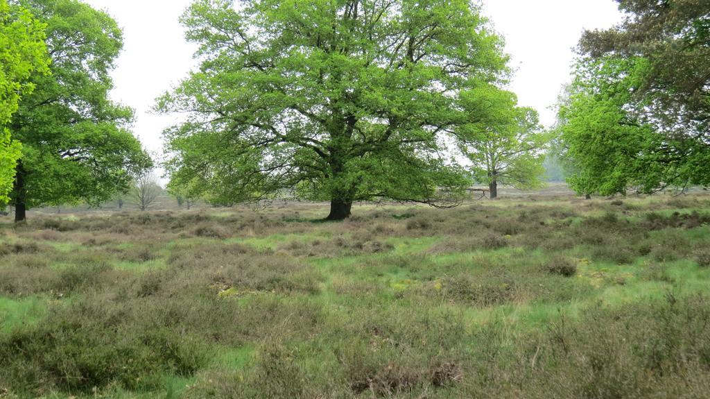 'T Zwanemeer Gieten Exterior foto